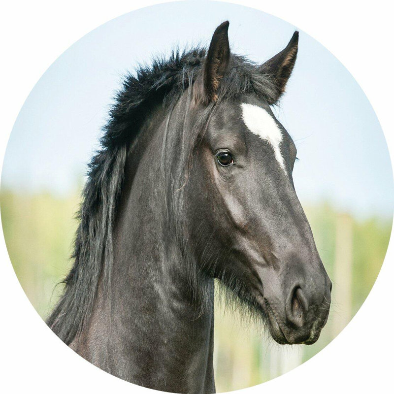 Piece Coaster, Horse 2