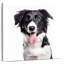 Border collie Brampt-109373330