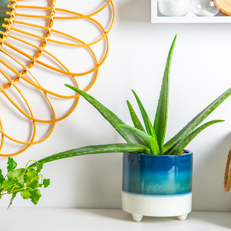 Ceramic Pot Planter, 17.5cm H x 18cm W x 18cm D, Blue