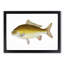 Yellow Carp Fish by Edward Donovan - Framed Print-55614538-55614540