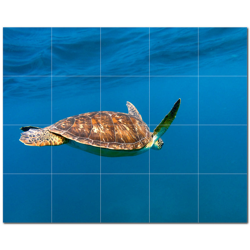 Tortue photo 8 x 8