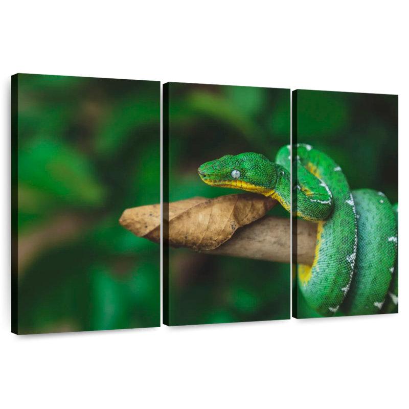 Emerald Tree Snake, 28" H x 45" W