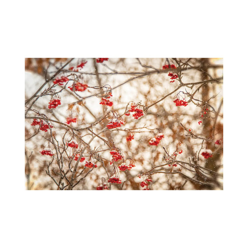 Rowan At The Winter by Nik Rave - Wrapped Canvas Gallery-Wrapped Canvas Giclée, 66.04cm H x 101.6cm W