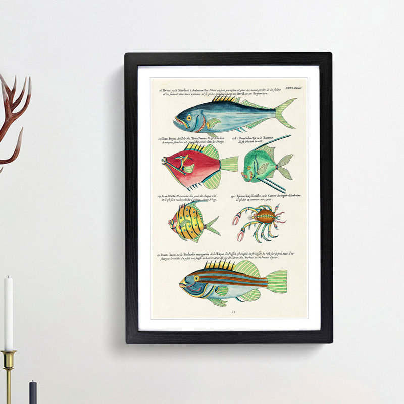 East Indies Fish & Crab Illustrations XXVI by Louis Renard - Picture Frame Painting Print, Black Framed