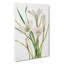 Atamasco Lily by Mary Vaux Walcott - Wrapped Canvas-61854487