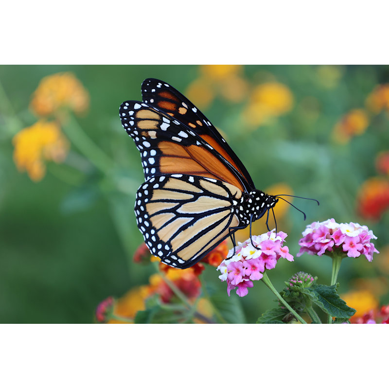 Uddevalla Monarch Butterfly by Artiste9999 - Wrapped Canvas Print, 81cm H x 122cm W 3.8cm D