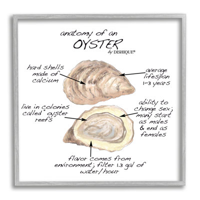 Oyster Marine Life Anatomy Facts
