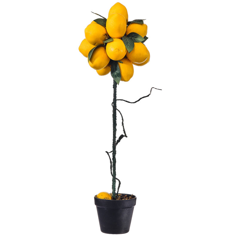 Topiaire en pot 24 po citron