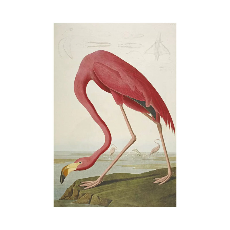 Flamant américain - giclée sur toile tendue avec châssis, H 26 po x l 18 po