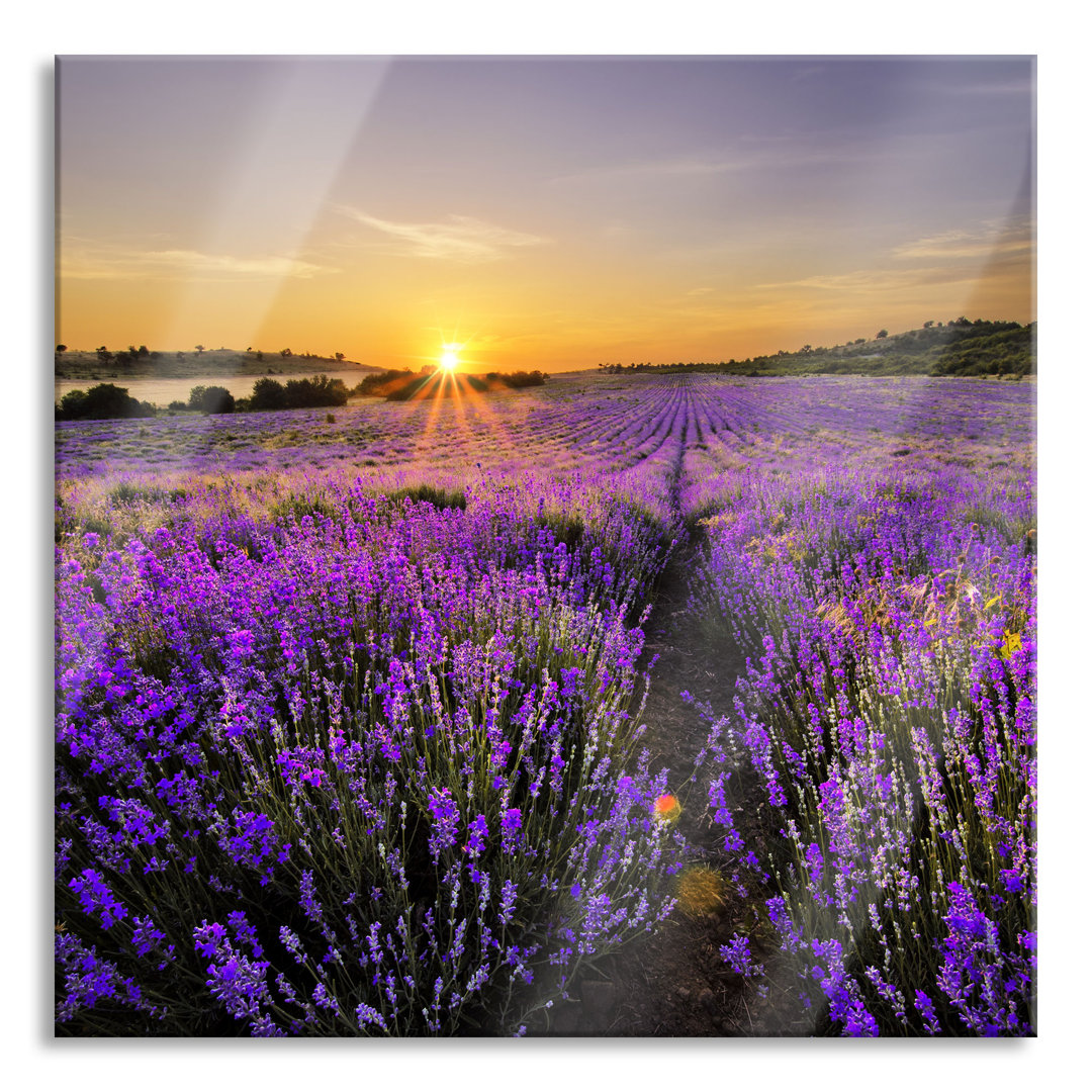 Glasbild Lavender Field in France