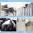Extendable Microfiber Duster with Bendable Head – Washable, Reusable, for High Ceilings & Furniture