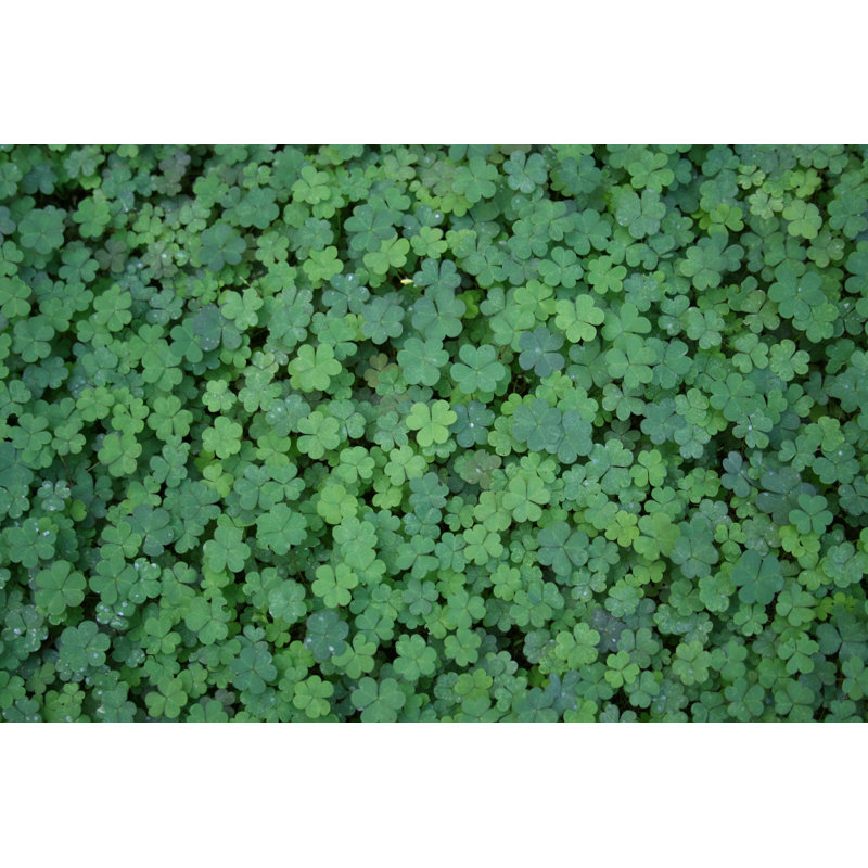 Clover Background by PhotographerOlympus - No Frame Print on Canvas, 81cm H x 122cm W