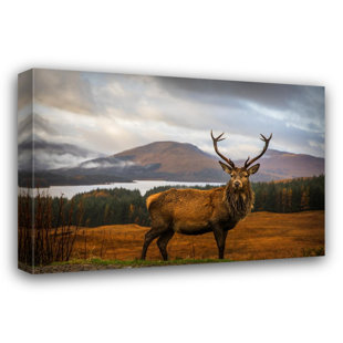 Scottish Stag - Reproduction de giclée sur toile tendue avec châssis