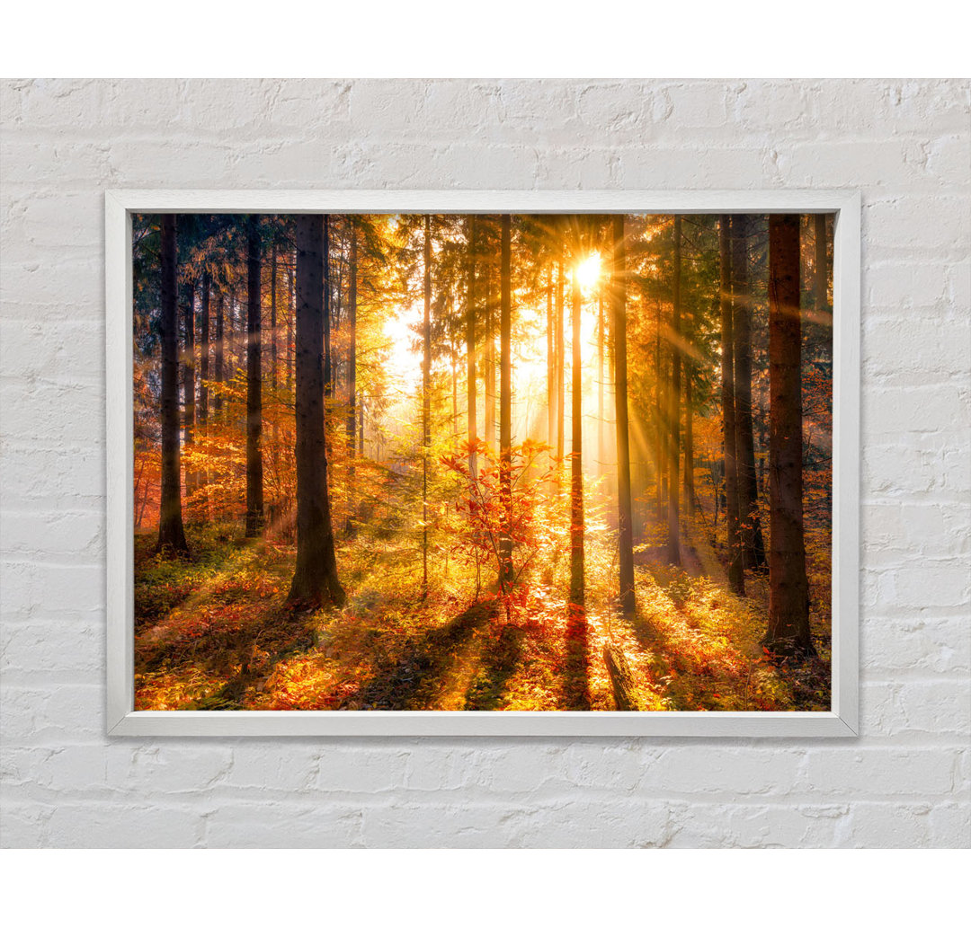 Autumn Sunray Through The Forest - Einzelbildrahmen Kunstdrucke auf Leinwand