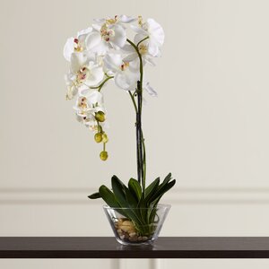 Three Posts™ Orchid Arrangement in Vase & Reviews | Wayfair