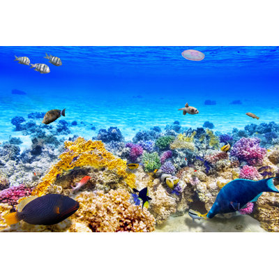 Coral & Tropical Fish 1 Piece Wrapped Canvas Wall Art