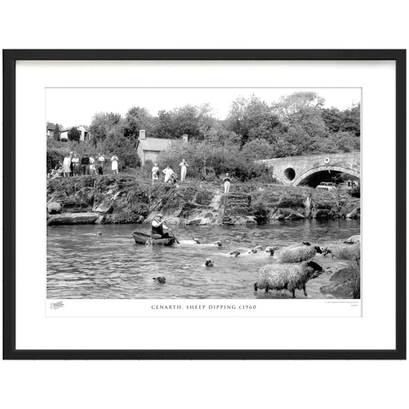 Cenarth, Sheep Dipping C1960 by Francis Frith - Single Picture Frame Print, 45cm H x 60cm W x 2.3cm D