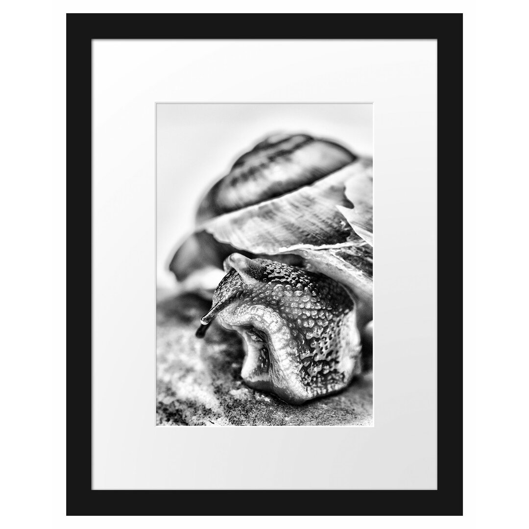 Gerahmtes Poster Schnecke mit Haus