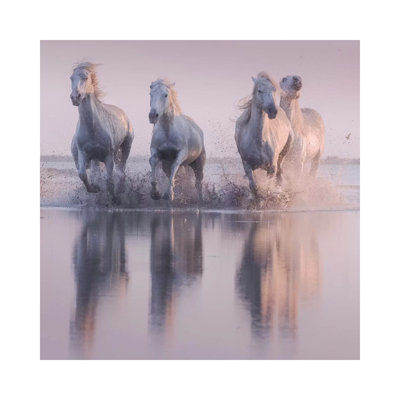White Angels Of Camargue XVI by Daniel Kordan - Wrapped Canvas Gallery-Wrapped Canvas Giclée
