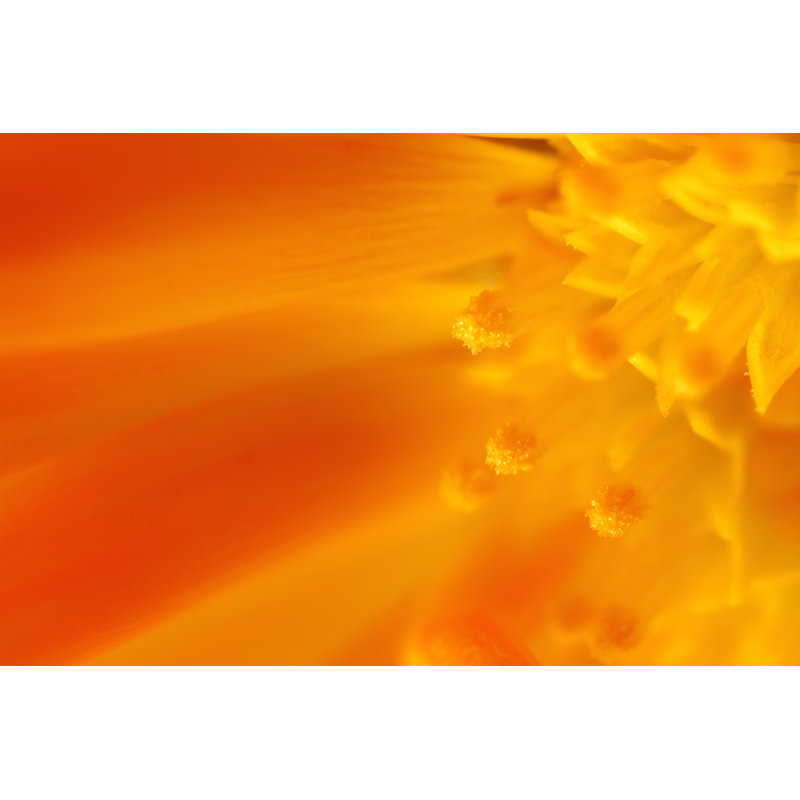 Flower Beauty by Mollypix - Print, 20cm H x 30cm W