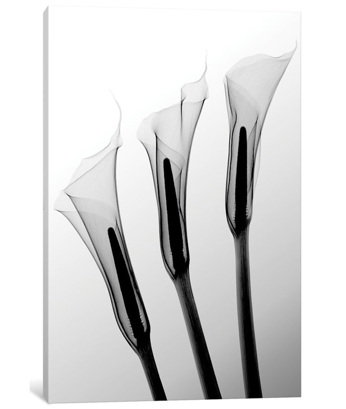 Callas I par Hong Pham - estampe numérique sur toile tendue avec châssis, H 26 po x l 18 po x 1,5 po