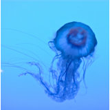 La Meduse 2 Print