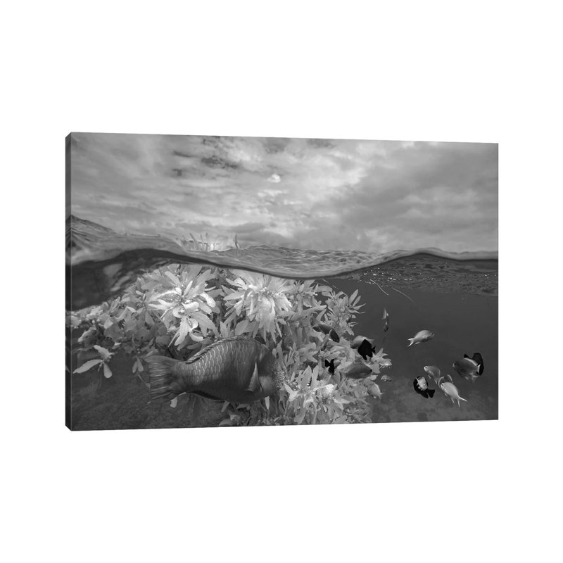 Surf Parrotfish, Damselfish And Basslet School Near Floating Seaweed, Bohol Island, Philippines by Tim Fitzharris - No Frame Gallery-Wrapped Canvas Giclée on Canvas