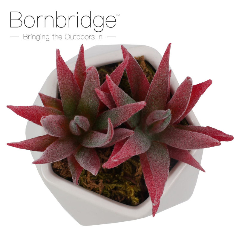 Bornbridge - succulente artificielle Haworthia