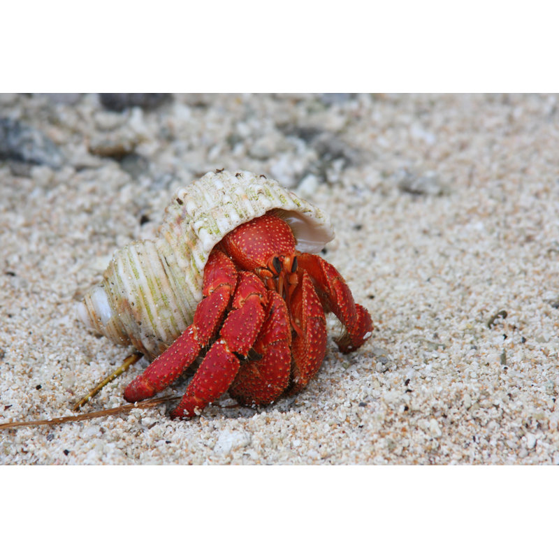 Richvale Crab - Wrapped Canvas Print, 51cm H x 76cm W x 3.8cm D