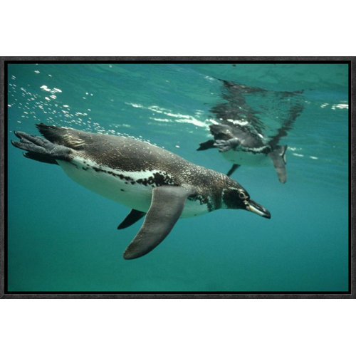 Bless international Galapagos Penguins Diving Framed On Canvas Print ...