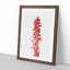 Snow Plant by Mary Vaux Walcott - Picture Frame Painting-62762453-62762454