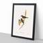 Dusky Robin by Elizabeth Gould - Picture Frame Painting Print-55547200-55547204