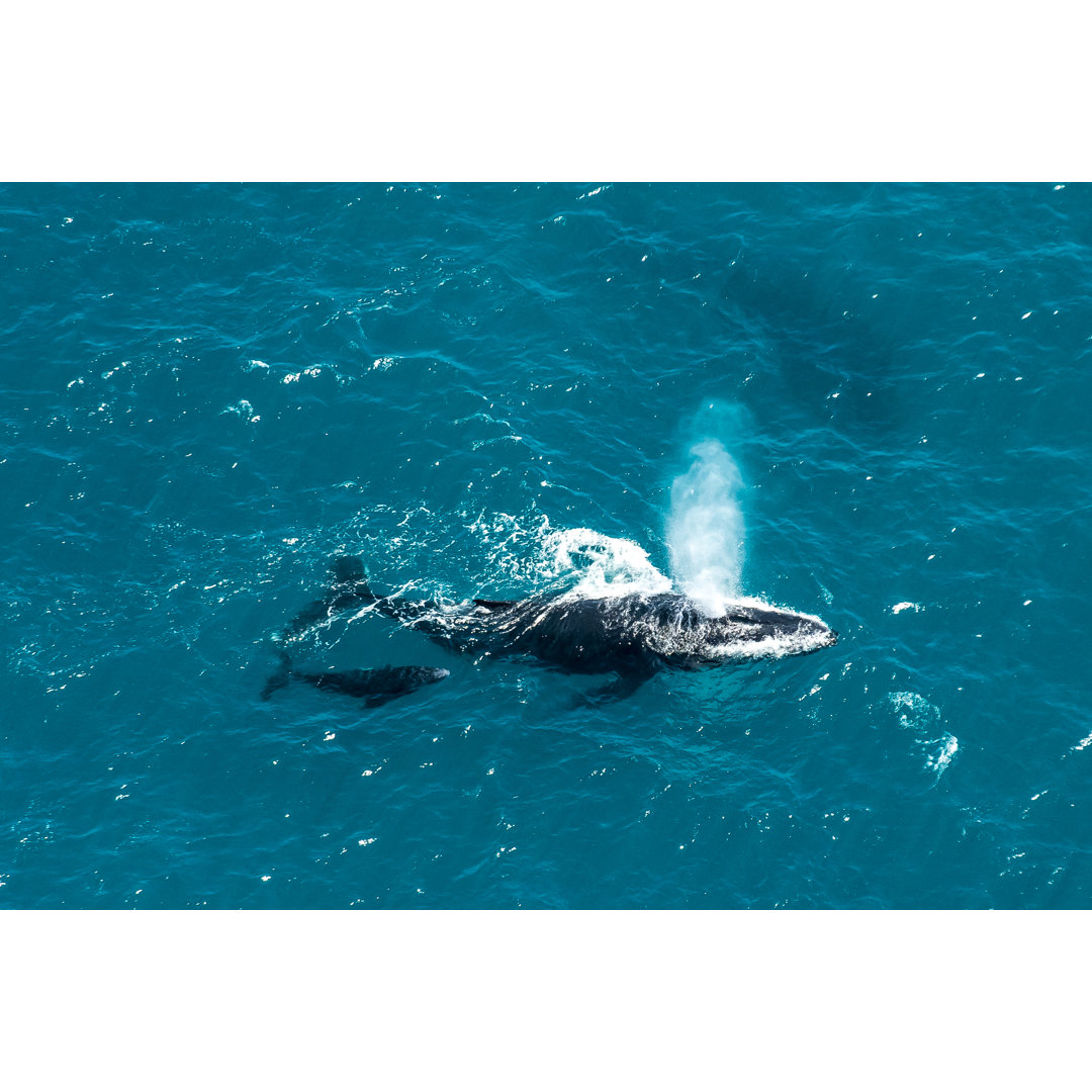 Humpback Whale - Wrapped Canvas Print