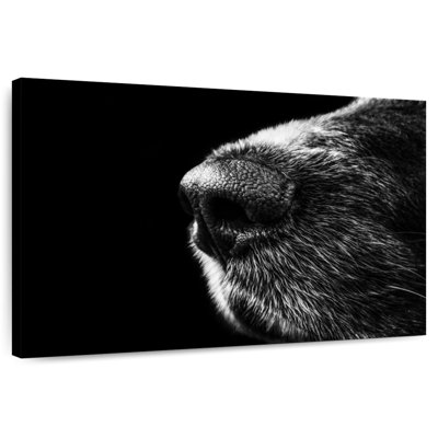 Brampt Dog's Nose