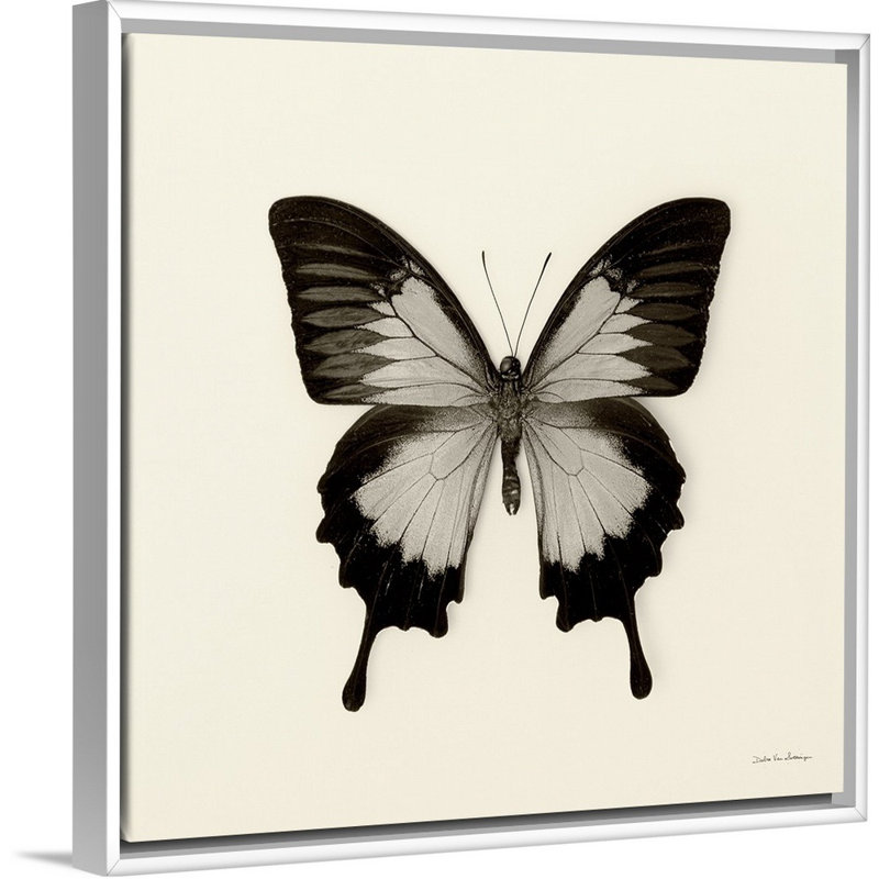 «Butterfly III Black and White» par Van Swearingen Debra, reproduction sur toile, Toile blanche encadrée