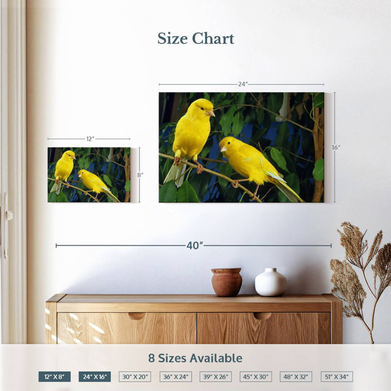 Canari Brampt, H 16 po x l 24 po