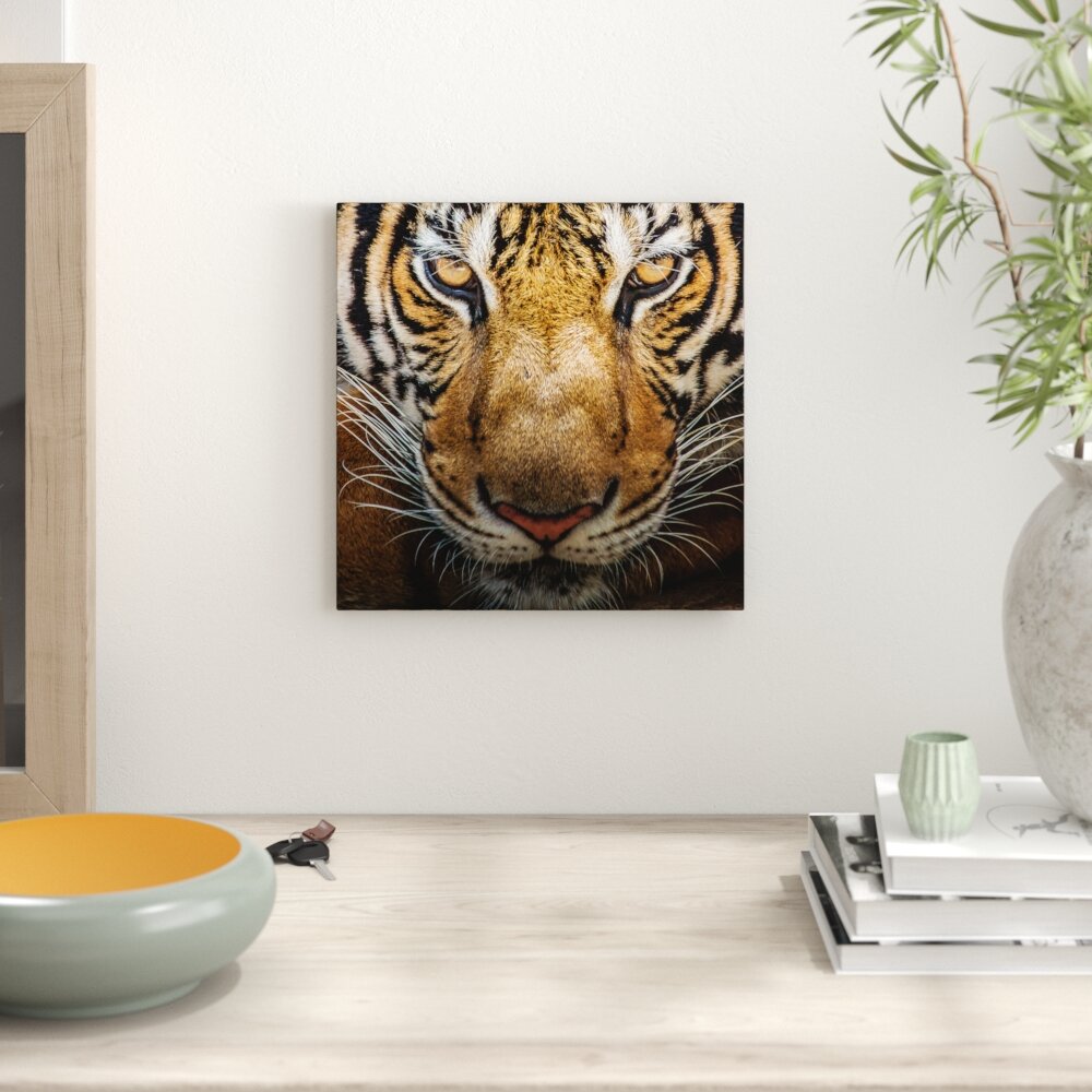 Leinwandbild Tiger mit hellbraunen Augen