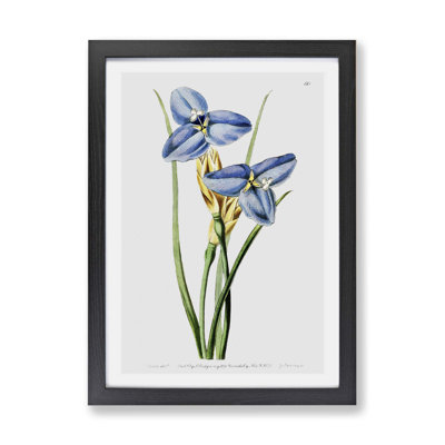 Iris Flowers - Framed Print