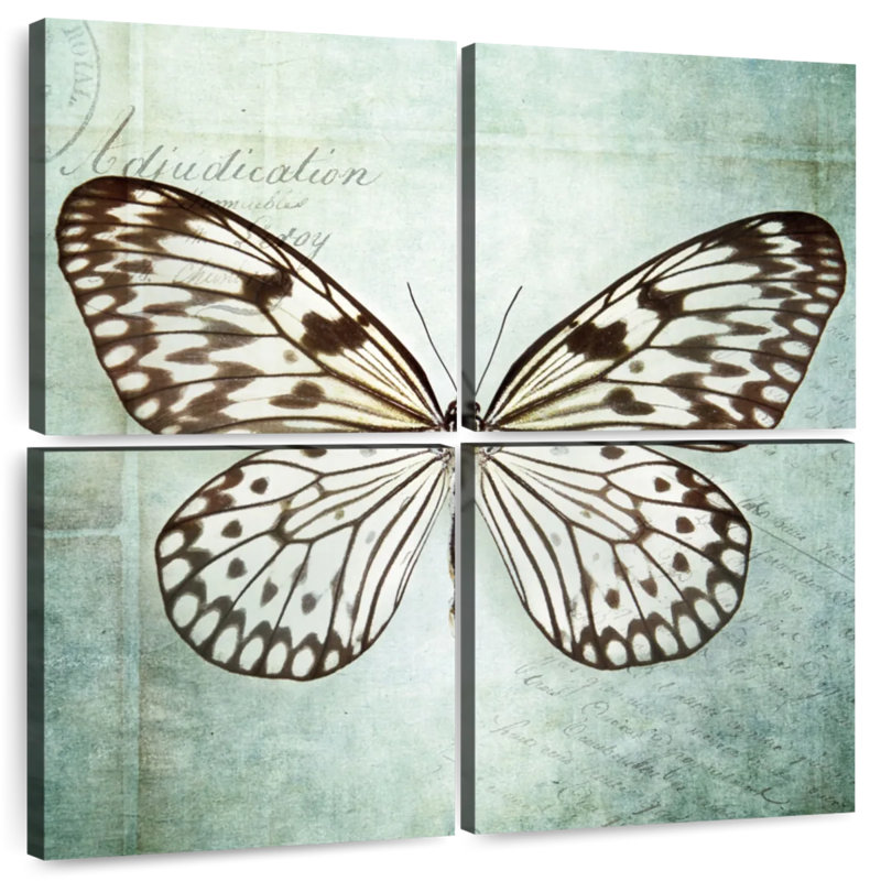 Brampt papillon français VI, H 18 po x l 18 po