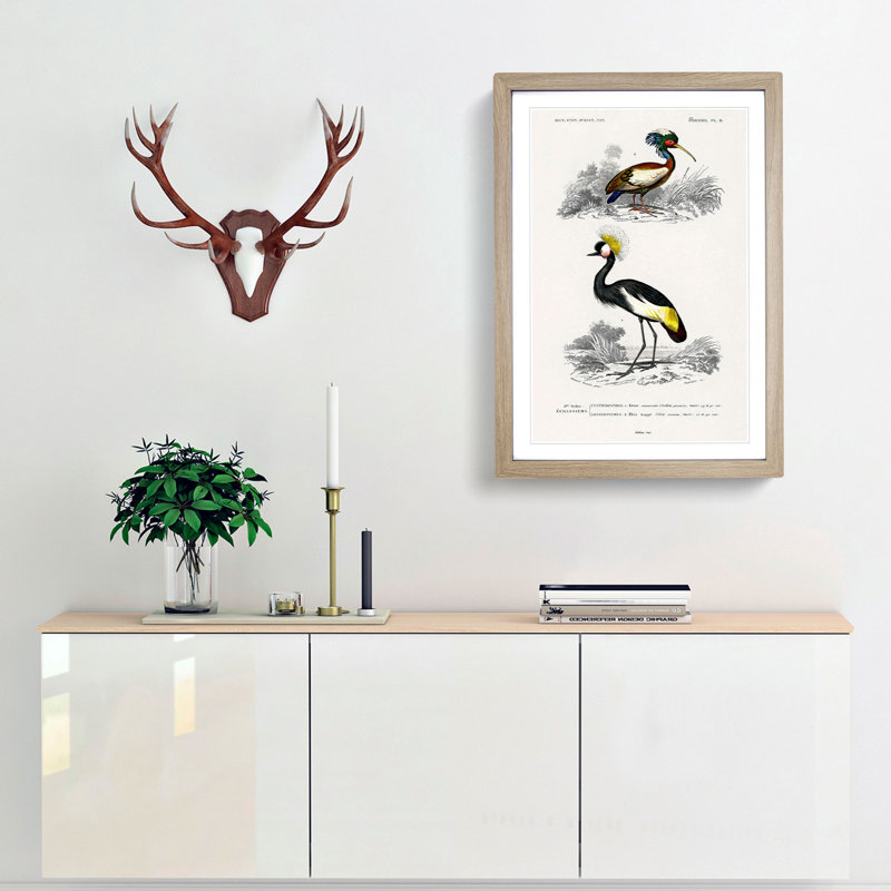 Bird Illustrations PL. 9 by Charles d Orbigny - Framed Print, 45cm H x 33cm W x 2cm D, Oak Framed