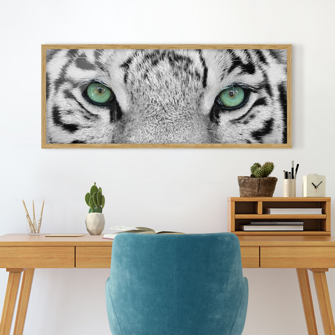 Gerahmter Fotodruck White Tiger