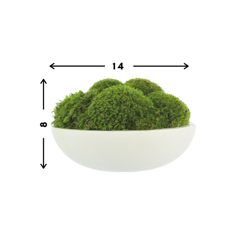 5" Artificial Moss Plant in Planter, 8" H x 14" W x 14" D