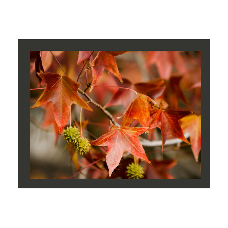 Chestnut 2.70m x 350cm Wallpaper, 200 cm x 154 cm