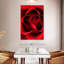 Harnek, gros plan, vue, rose rouge-108389851
