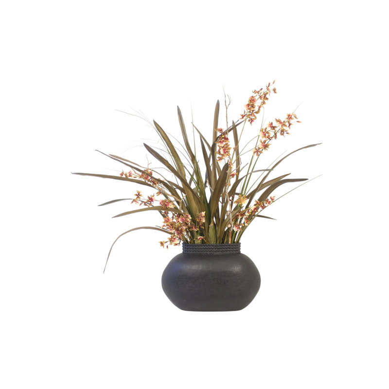 Orchidées Oncidium avec feuillage en pot brun