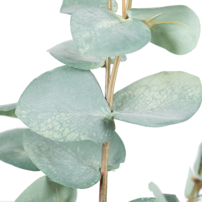 Jet d'eucalyptus