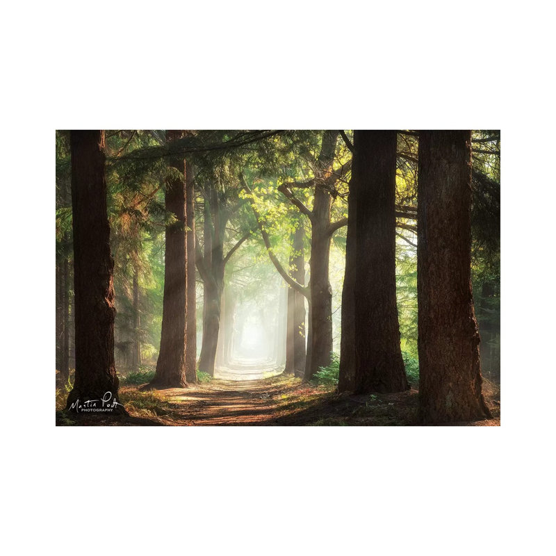 Fresh Green Forest by Martin Podt - Wrapped Canvas Print, 66.04 cm H x 45.72 cm W
