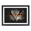 Great Horned Owl - Framed Print-56863010-56863016