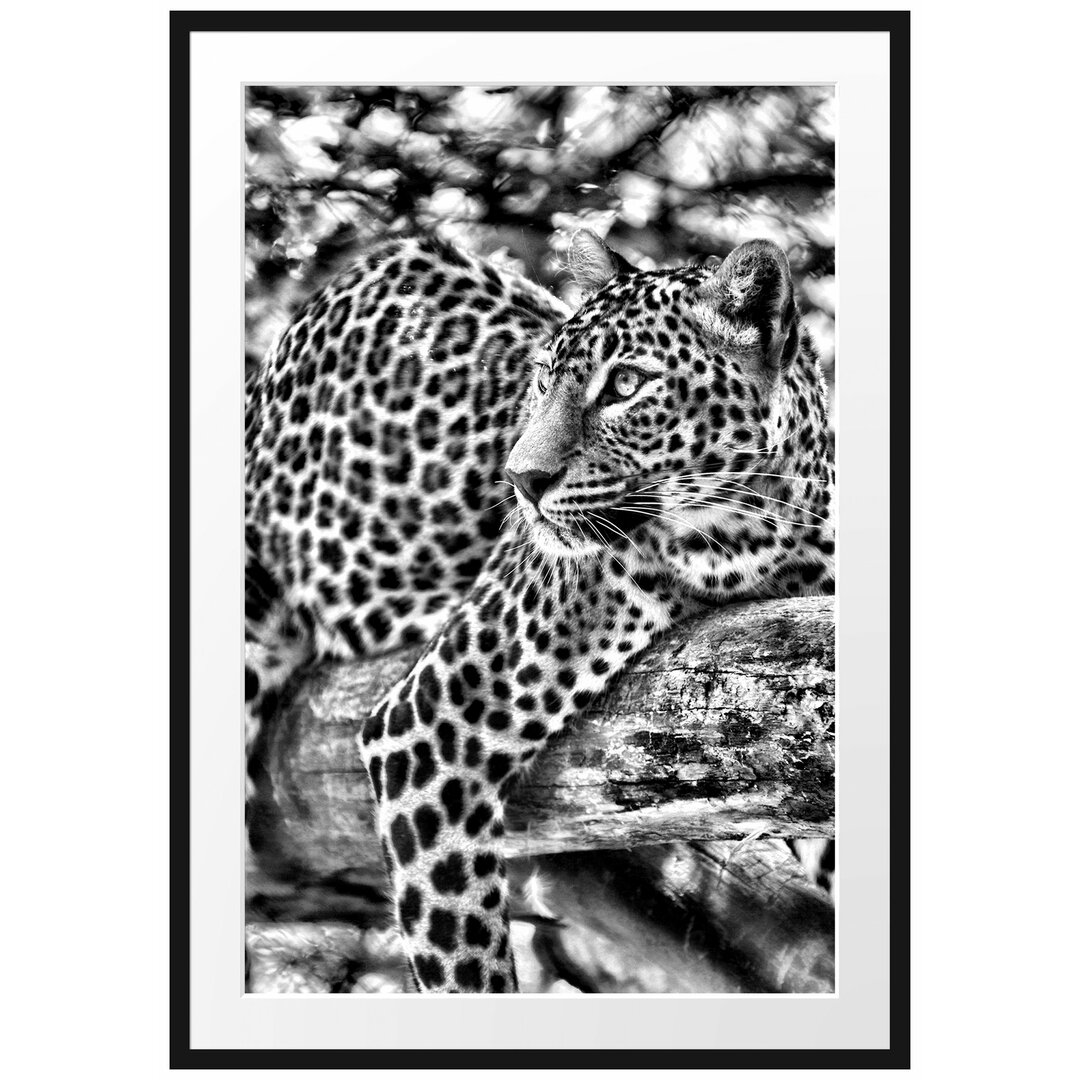 Gerahmtes Poster Leopard auf Ast