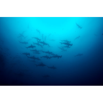 Hammerhead Wall Cocos Island by HakBak1979 - Wrapped Canvas Print